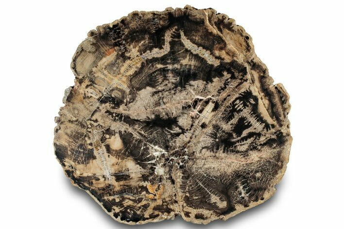 Polished Petrified Wood (Araucarioxylon) Round - Utah #323167